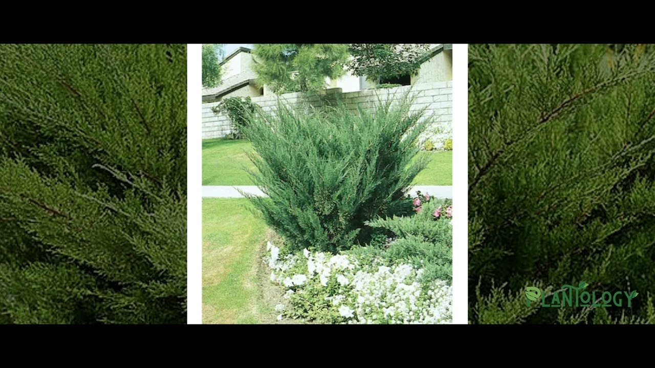 Sea Green Juniper