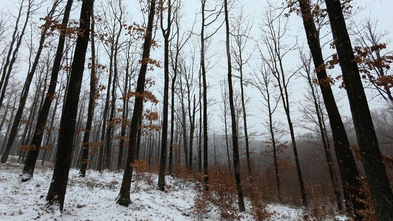 Relaxing Forest Snowfall 4K