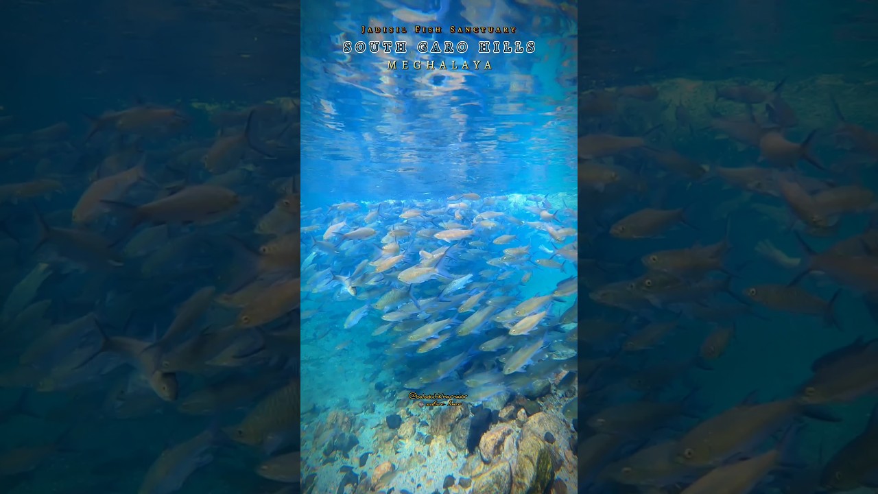 FISH SANCTUARY , SOUTH GARO HILLS , MEGHALAYA #drone #travel #meghalayatourism #nature #bluewater
