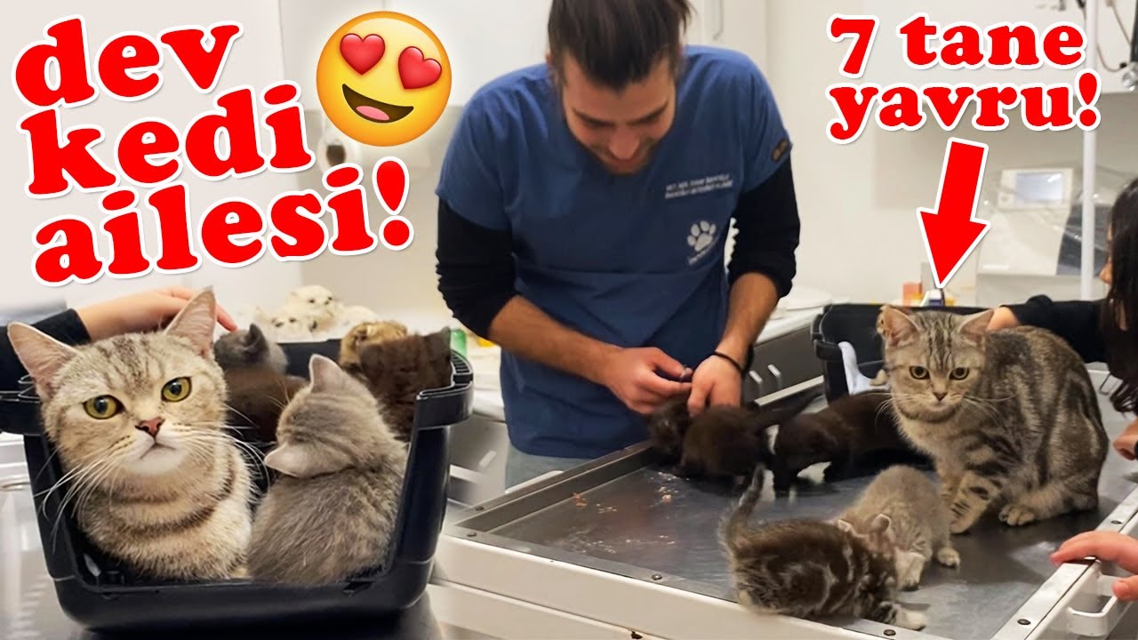 БОЛЬШАЯ СЕМЬЯ КОШЕК! Мамочка с 7 младенцами! 😍 #TheVet