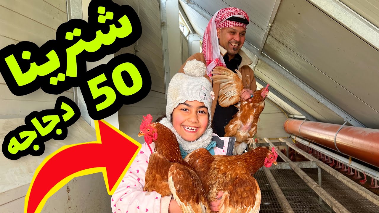 شترينا 50 دجاجه لشهر رمضان من المزارع الألمانية🇩🇪 ￼ابو عكال وبنين
