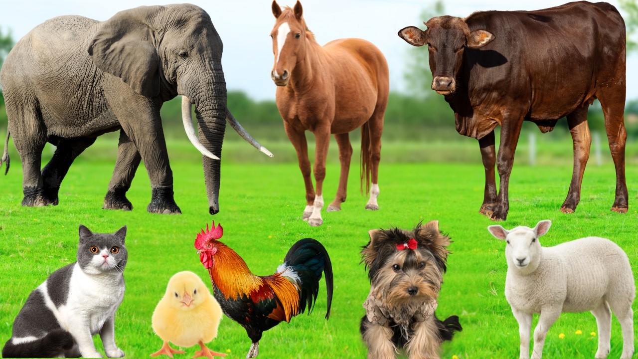 Explore Farm Animals: Pig, Horse, Monkey, Cat, Dog, Chicken, Cow, Ostrich, Turtle – Animal Sounds