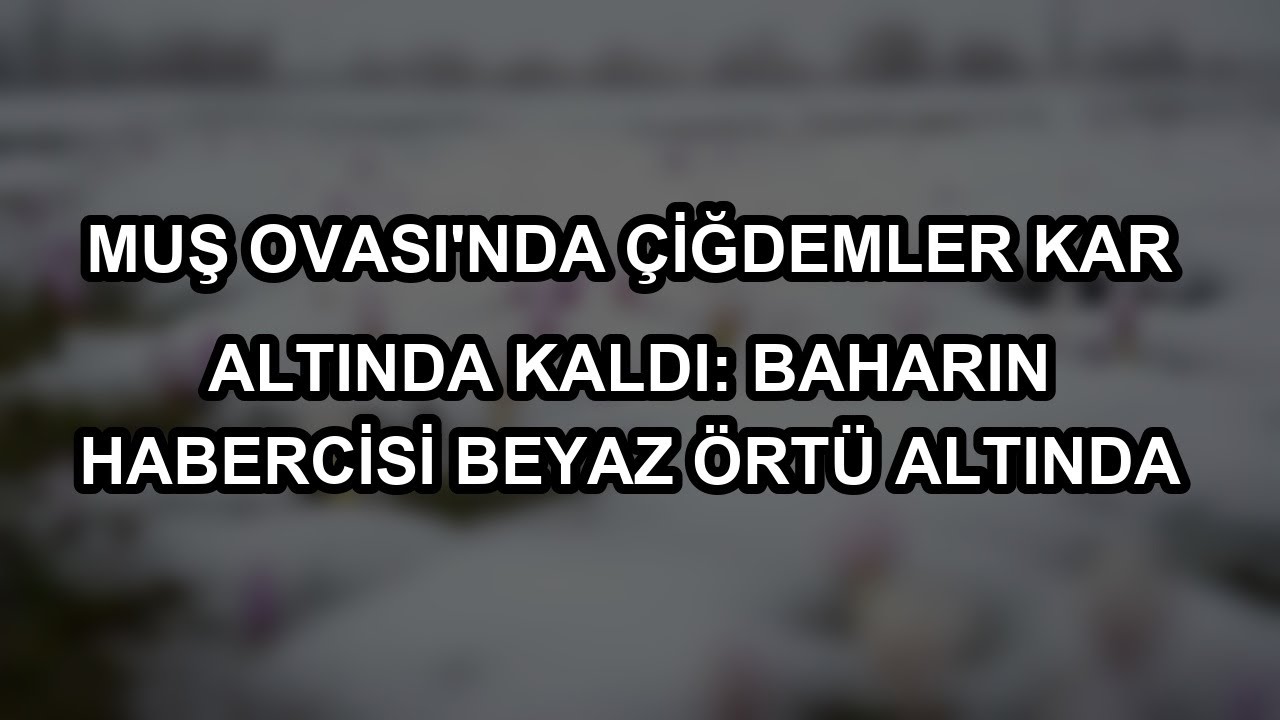 Muş Ovası'nda Çiğdemler Kar Altında Kaldı: Baharın Habercisi Beyaz Örtü Altında