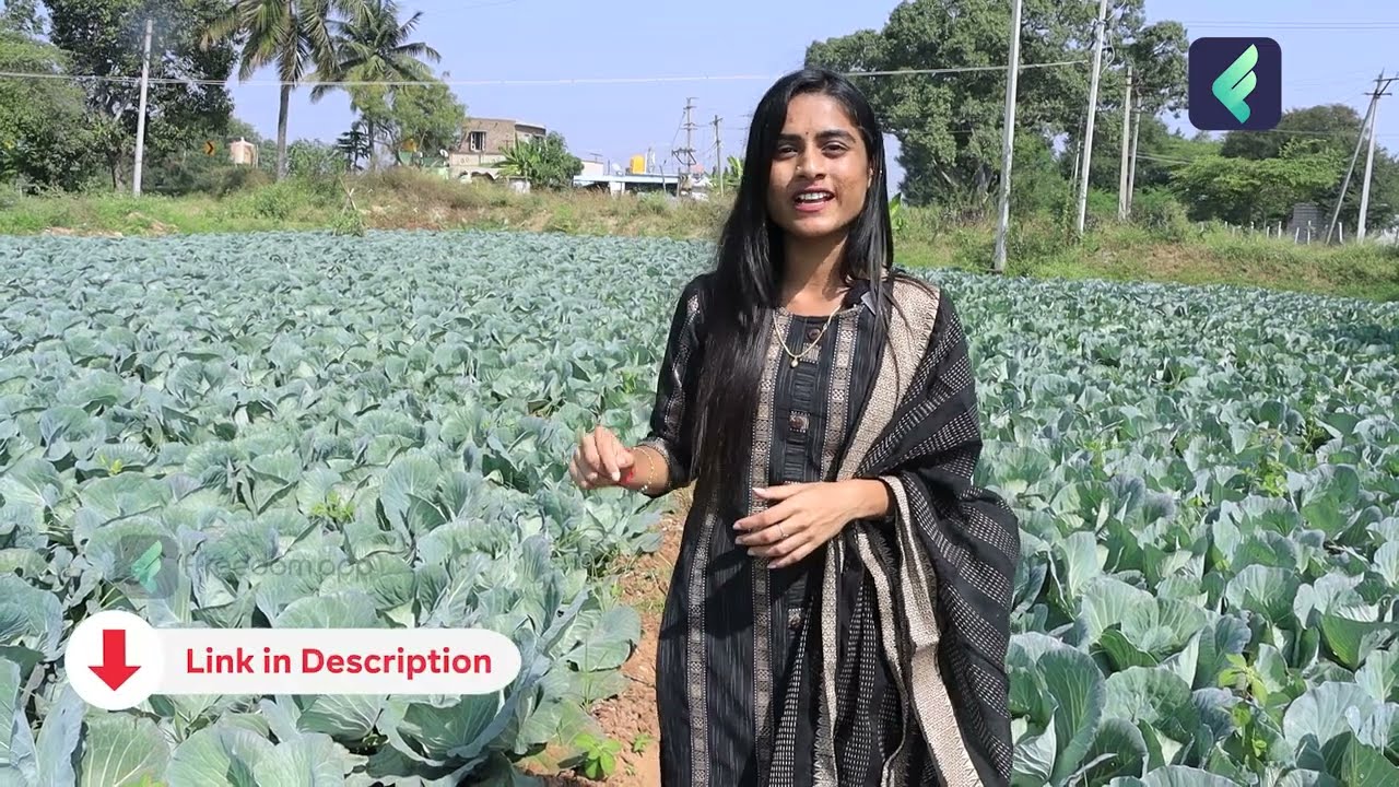 How to Start Cabbage Farming? | Cabbage Farming in Telugu | Cabbage Farming Techniques