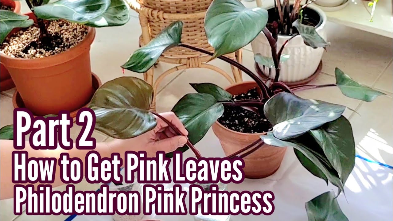 Part 2: How to Get Pink Leaves - Philodendron Pink Princess | Propagtion with Update