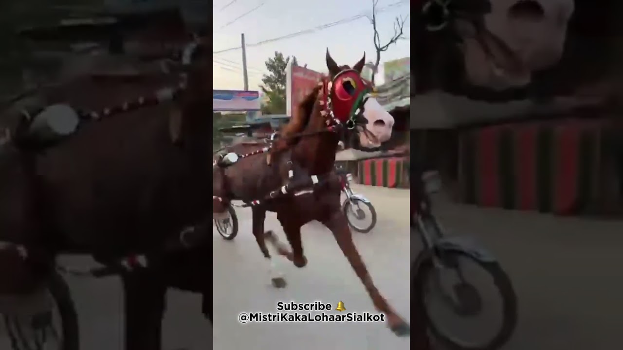 Baz 🆚 Chachi parwaz 🐎🐎