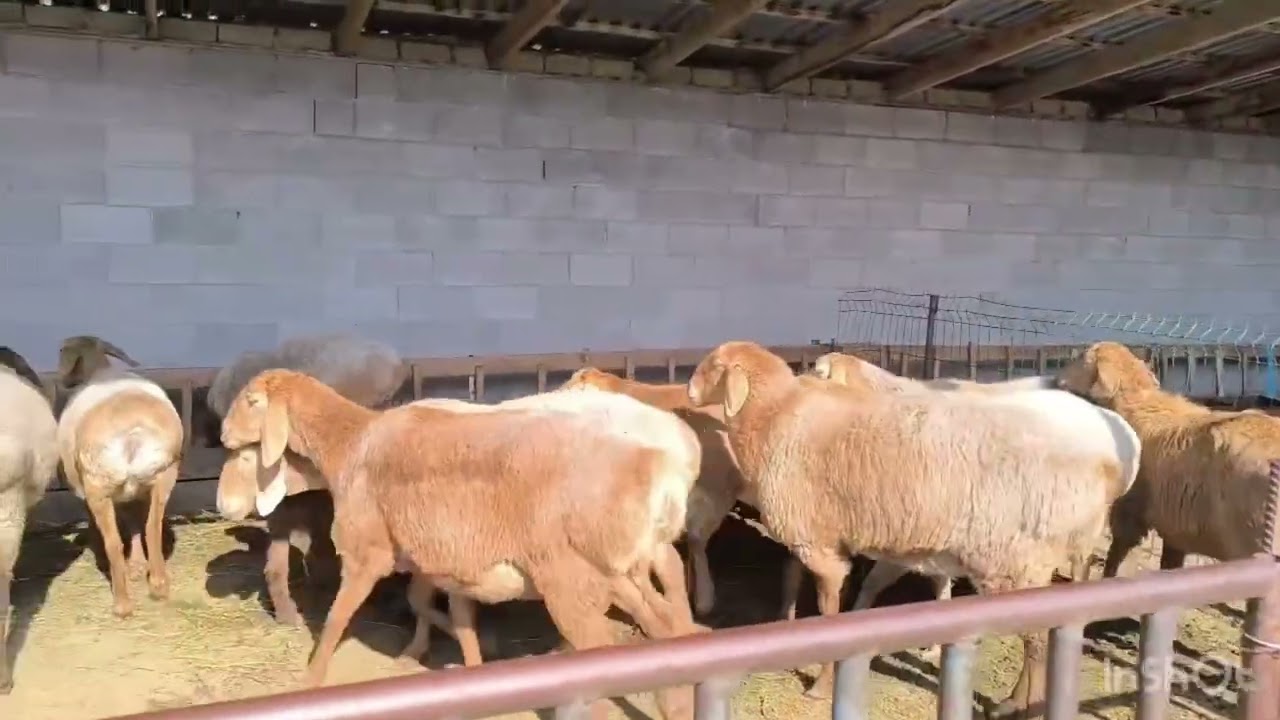 10 баш козулуу арашан койлор сатылат 0703822566