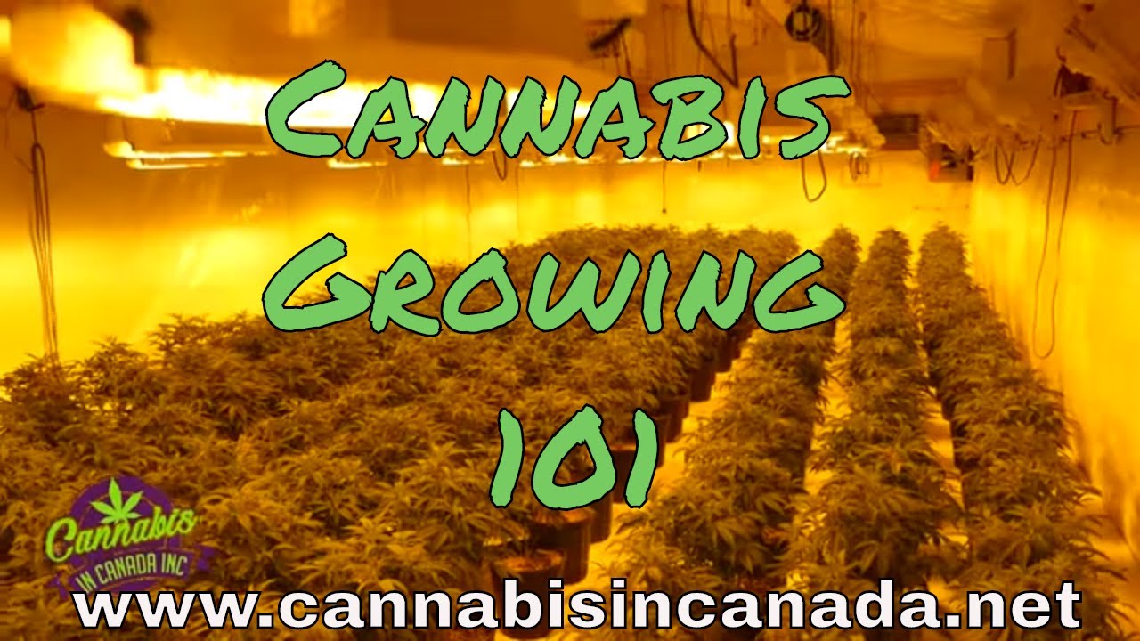 How to grow cannabis with BC. Beard Bros