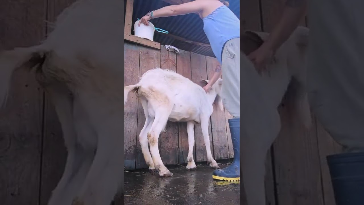 cuando se trabaja honradamente 🐐