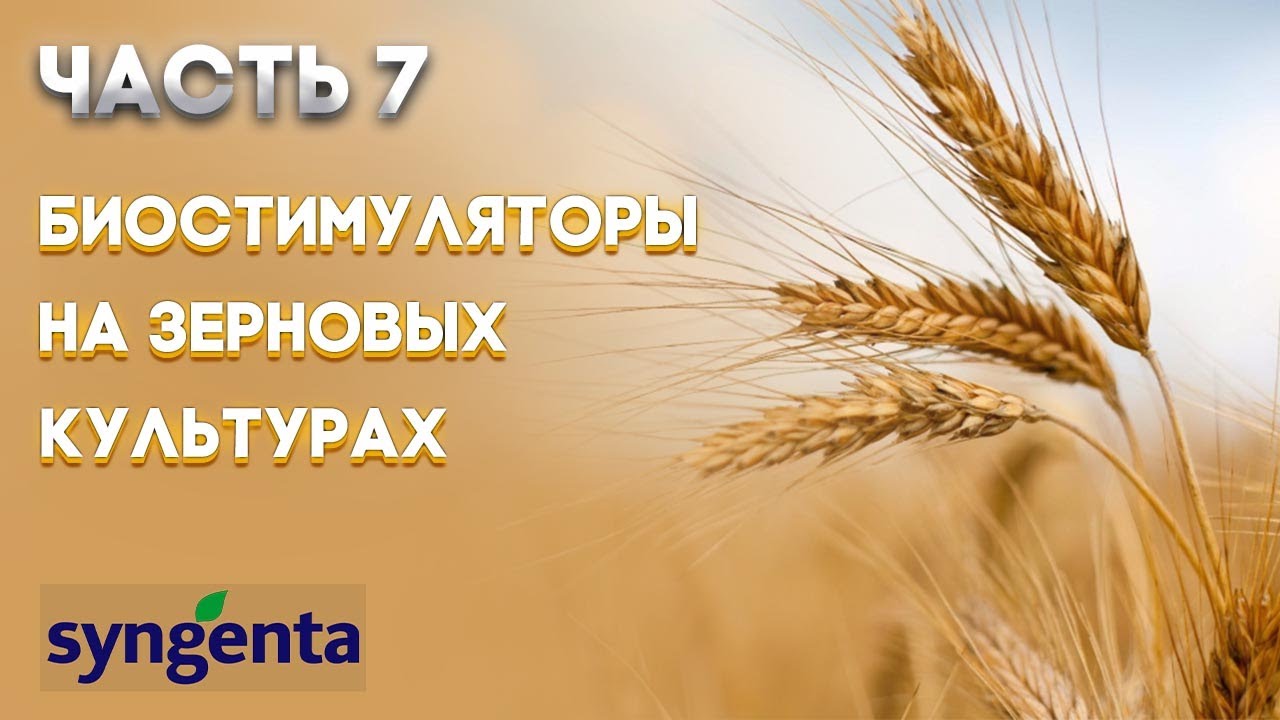 | ЗЕРНОВЫЕ ЧАСТЬ 7 | Биостимуляторы на зерновых культурах. Об эффективности их применения. SYNGENTA