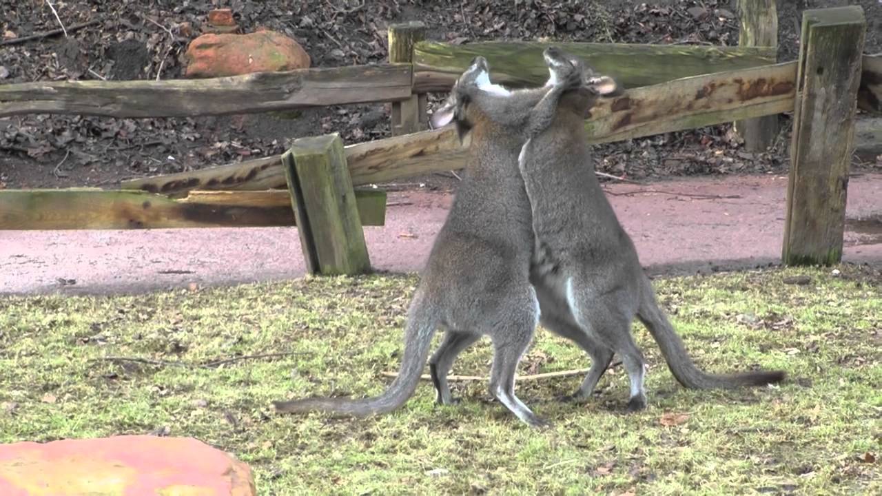 K&auml;ngurus k&auml;mpfen