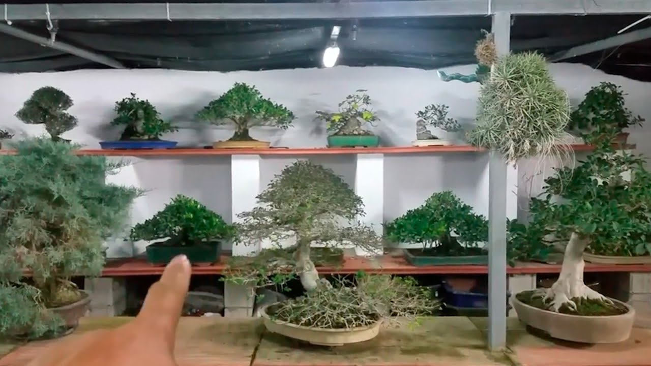 Un paseo nocturno por la Escuela de Bonsai Online
