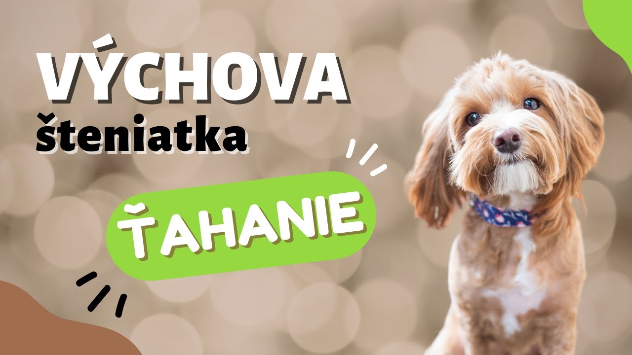Ako naučiť psa neťahať na vodíku, ale nasledovať | CANISLOG Slovakia