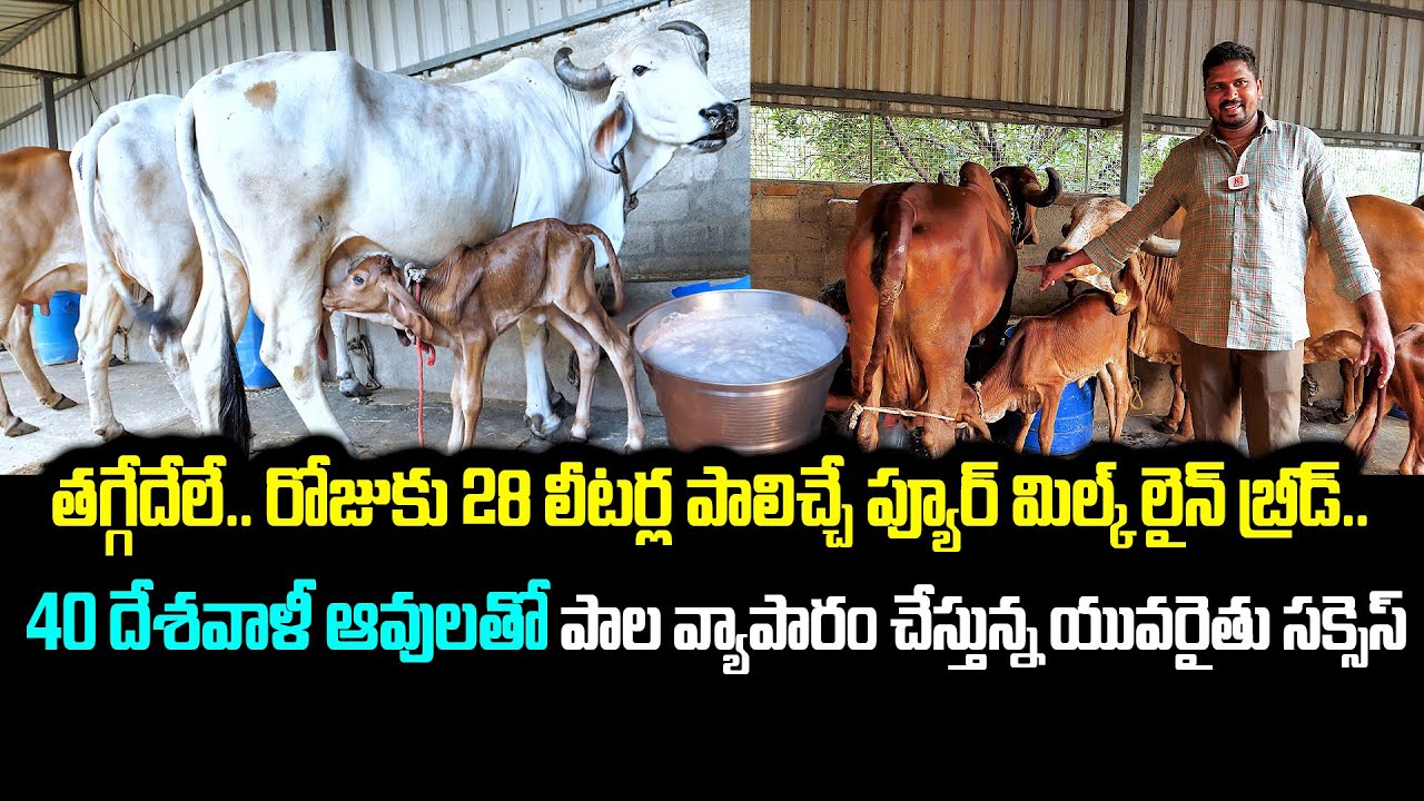 డైరీ ఫామ్ లో రోజుకు 28 లీటర్ల పాల రికార్డ్ సృష్టించిన యువరైతు సక్సెస్ ! | Gir Cow Dairy Farm
