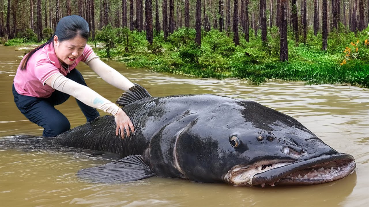 I Caught The Biggest Fish in the Forest | Survival Fishing, Traps Fish, Catch Fish
