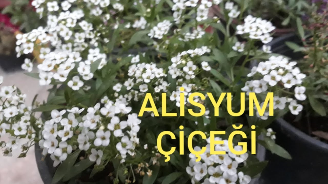 ALİSYUM ÇİÇEĞİ (BALLICA)!