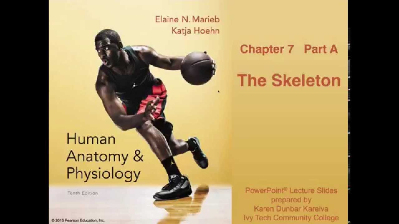 Anatomy and Physiology Chapter 7 Part A Lecture: The Skelton