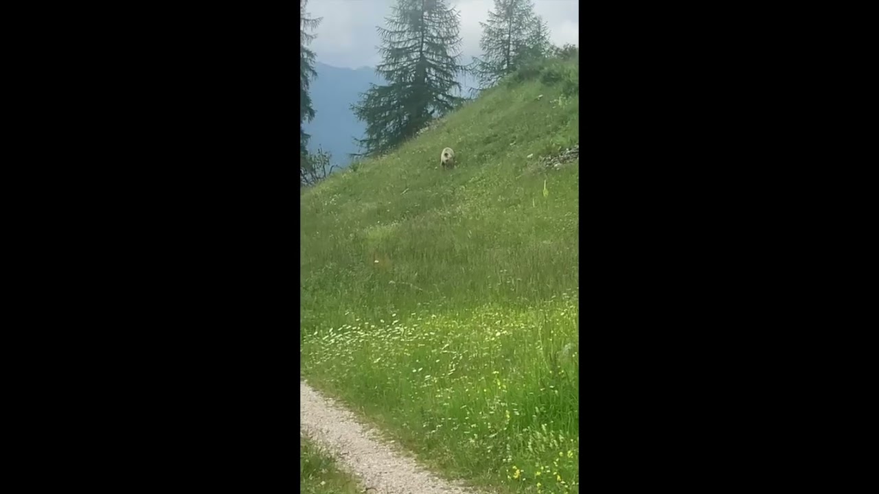 Orso alla Malga Selva di Croviana, in val di Sole (Trentino Alto Adige) (video 2)