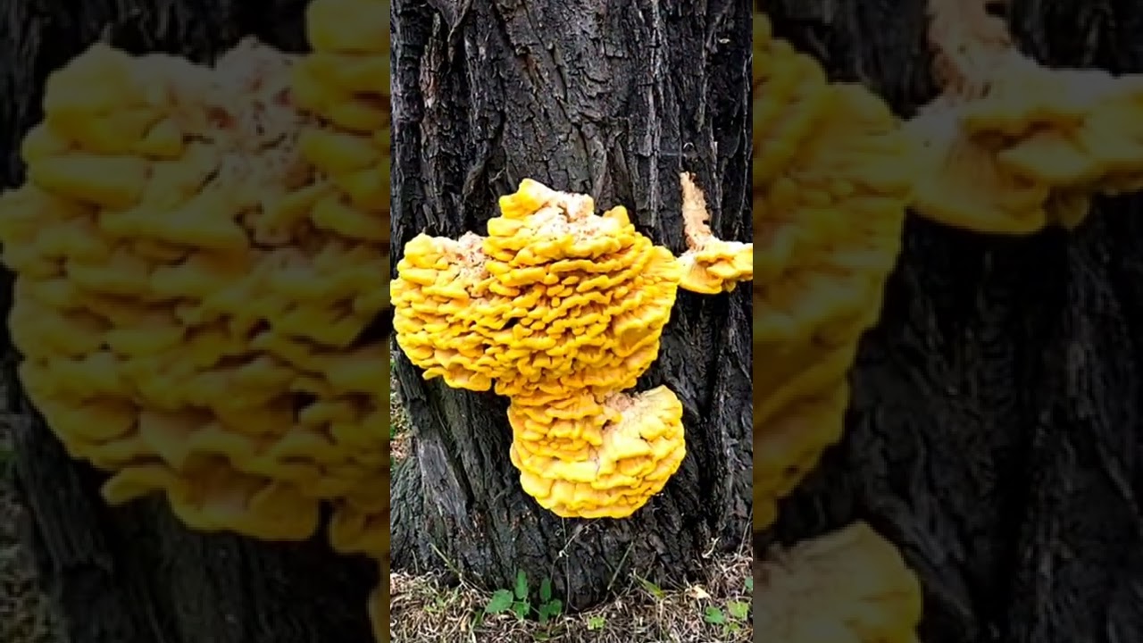 Laetiporus, 🍄hongo 🐓pollo o pollo de bosque🌲🌳