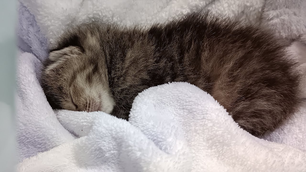 2日目、生まれて数日の子猫上手にミルク飲めました【ご乱心】