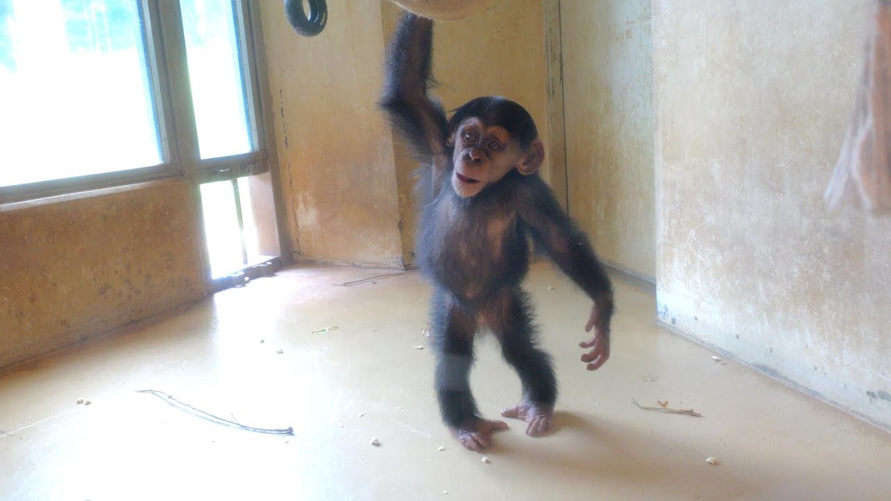 キッズルームのディル（Dill in the kids' room）　多摩動物公園　チンパンジー　202308