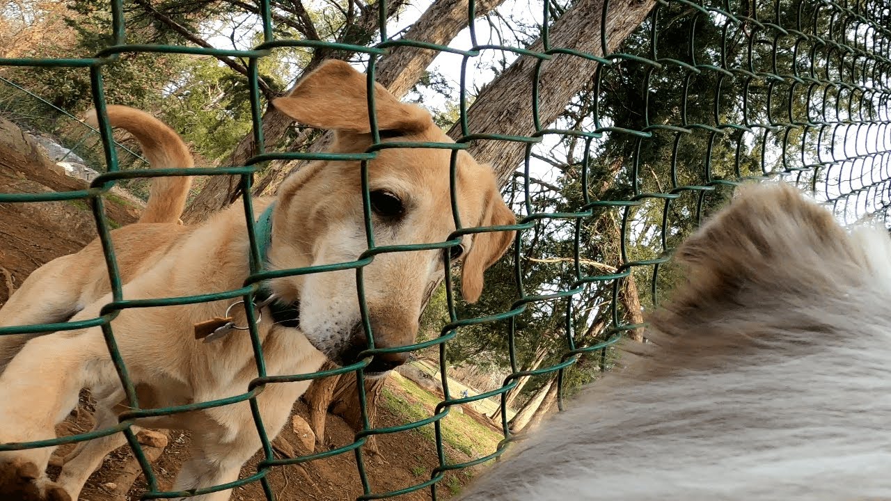 New Friends At The Dog Park | Aussie POV