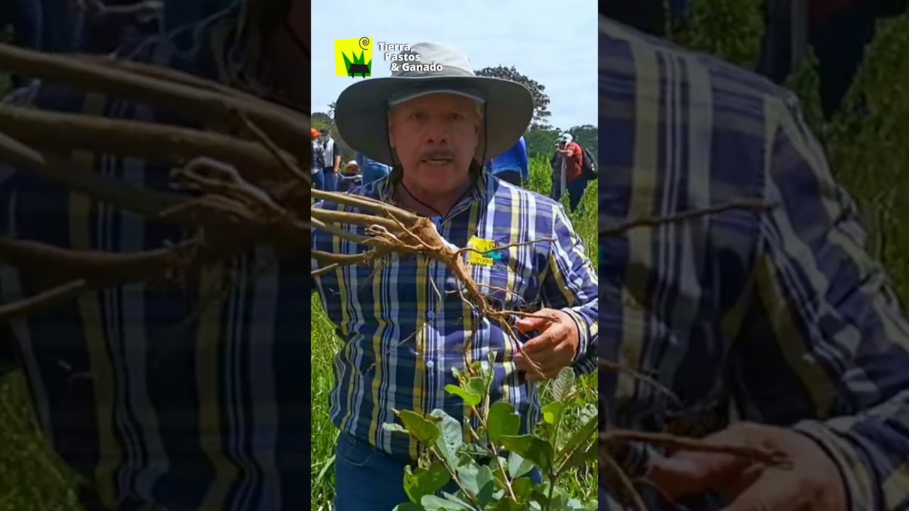 Elimina todas las MALEZAS sin HERBICIDAS / PARTE 1