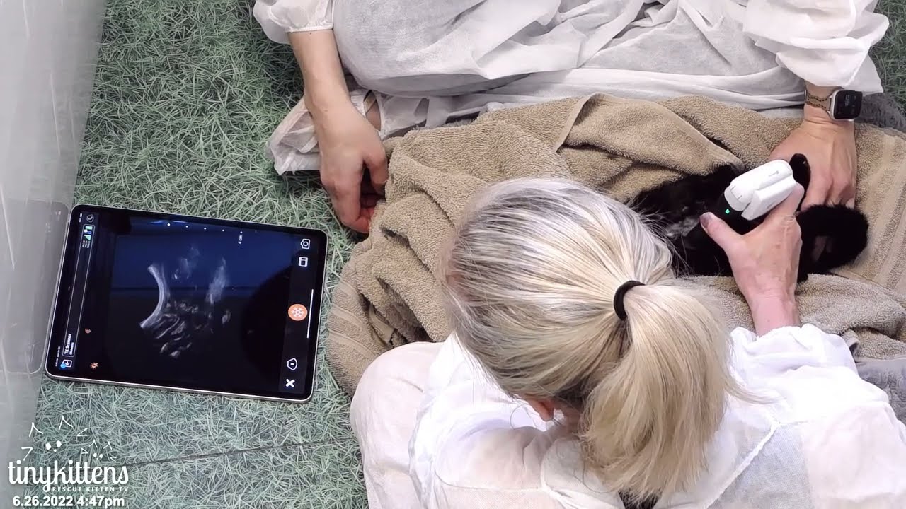 See Candy's kittens on ultrasound!