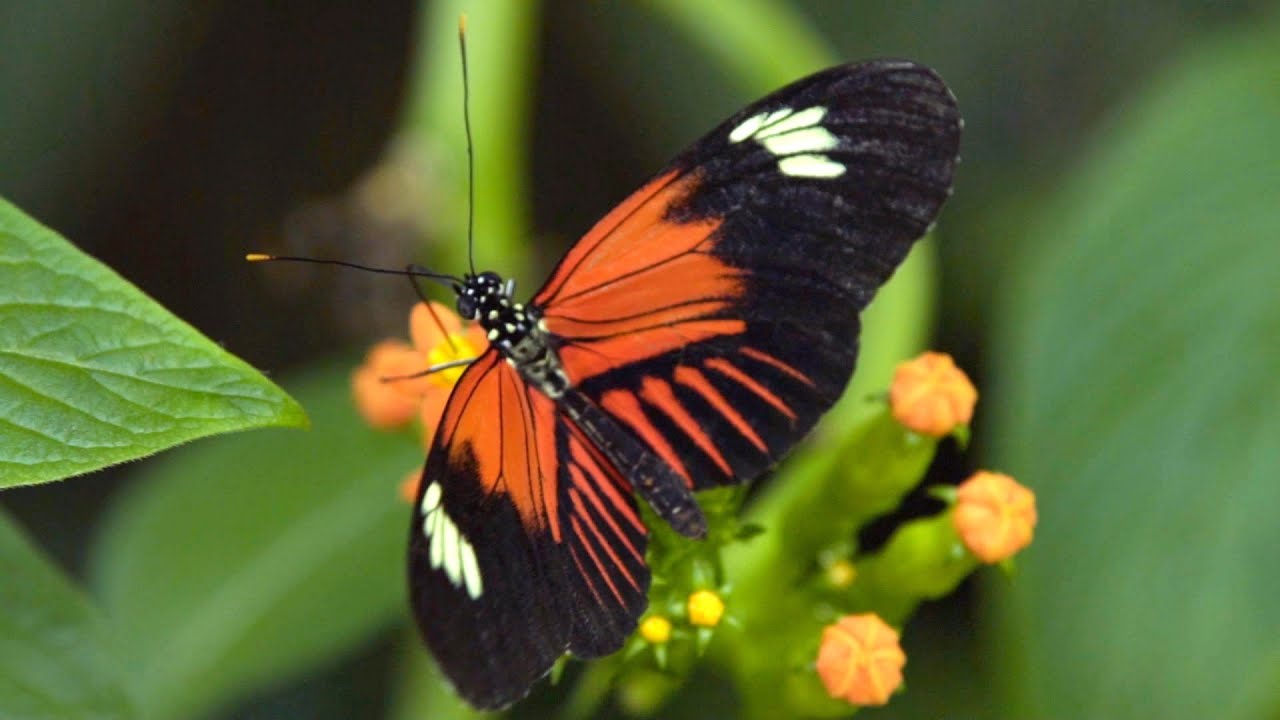 Chrysalis