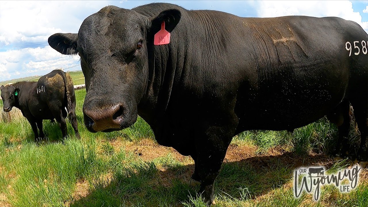 Bulls We Want and Bulls We Don't!
