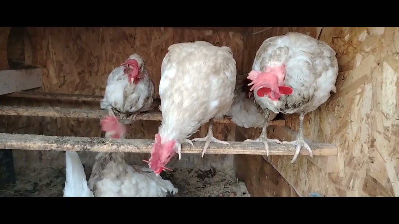 18.03.26г. КАК СНЯТЬ ОЧКИ? 🕶️🐔.  ЧТО В МЕШАНКЕ?🤔 СКОЛЬКО СЕГОДНЯ ЯИЦ? 🪺🥚