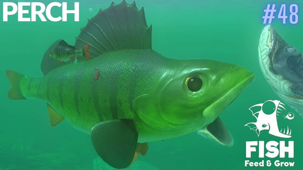 Feed And Grow Fish : Perch