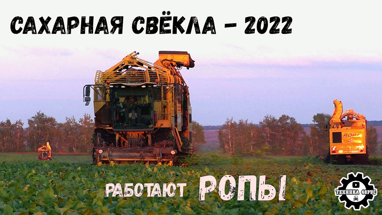 Уборка сахарной свёклы в Елецком районе. Работают комбайны ROPA Tiger V8-4 и Tiger 5. Осень 2022 г.