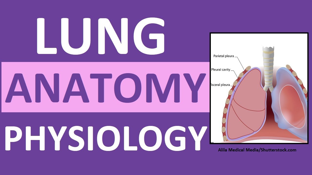 Lung Anatomy and Physiology | Gas Exchange in the Lungs Respiration Transport Alveoli Nursing