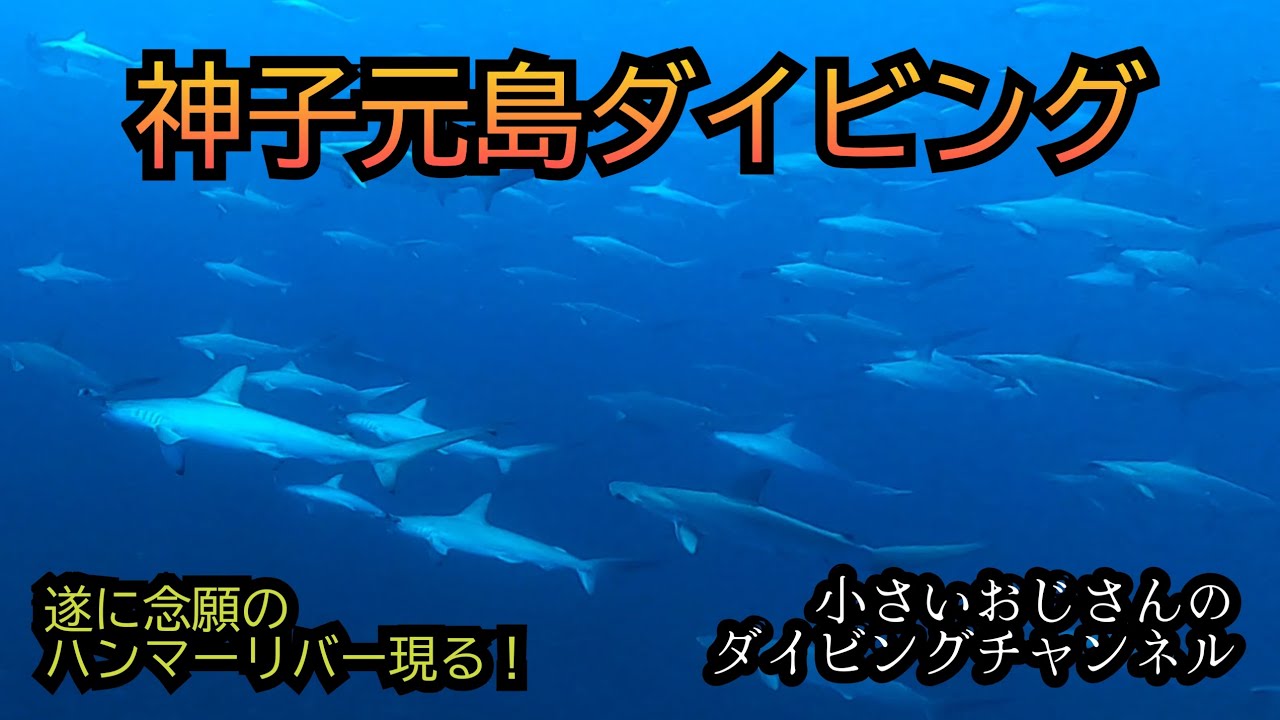 [伊豆ダイビング]2024.8.18神子元島ダイビング(TDFツアー)#ダイビング 