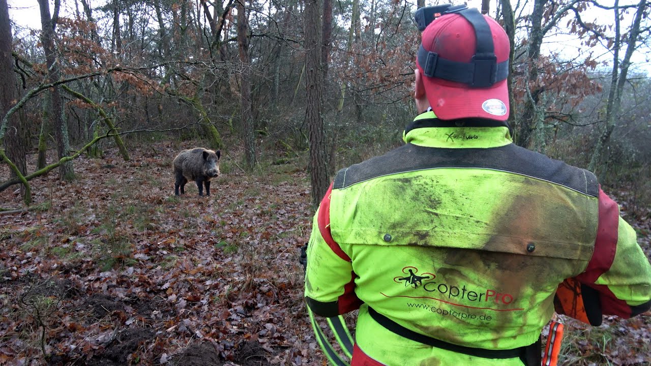 STARKE Keiler im Trieb! Dr&uuml;ckjagd auf Sauen unter schwierigen Bedingungen (Drohne Jagd)