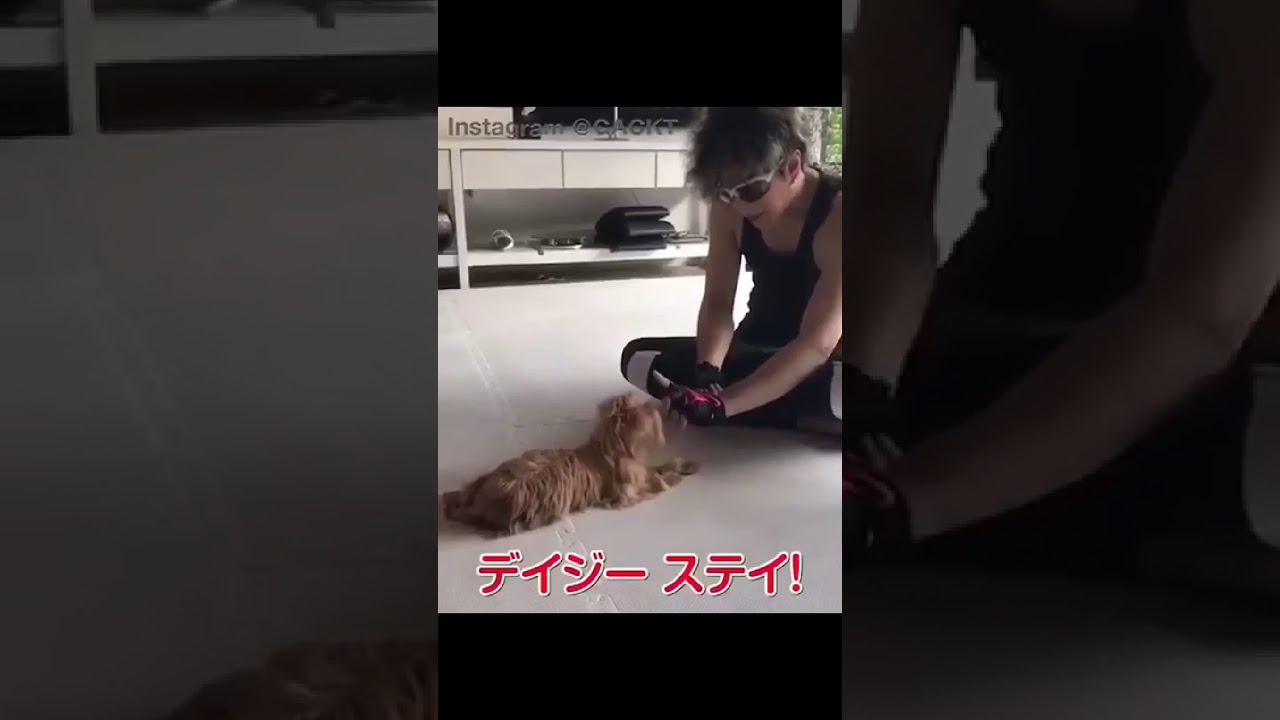 GACKT with his dogs part 1