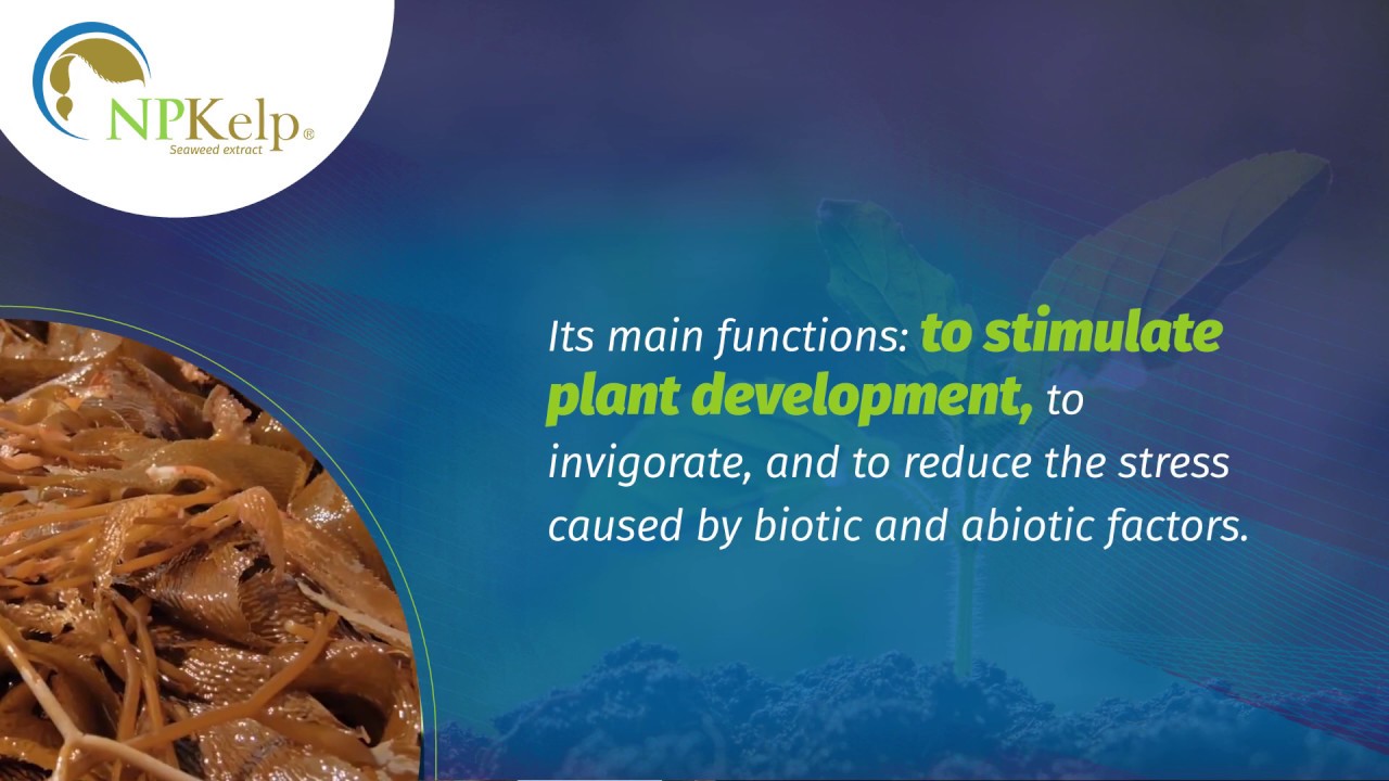 NPKelp: Concentrated seaweed extract. Biostimulant and biological activator.