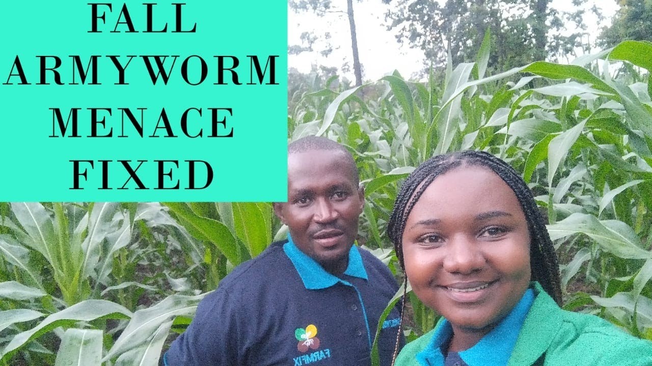 How to Identify and control fall armyworm in maize