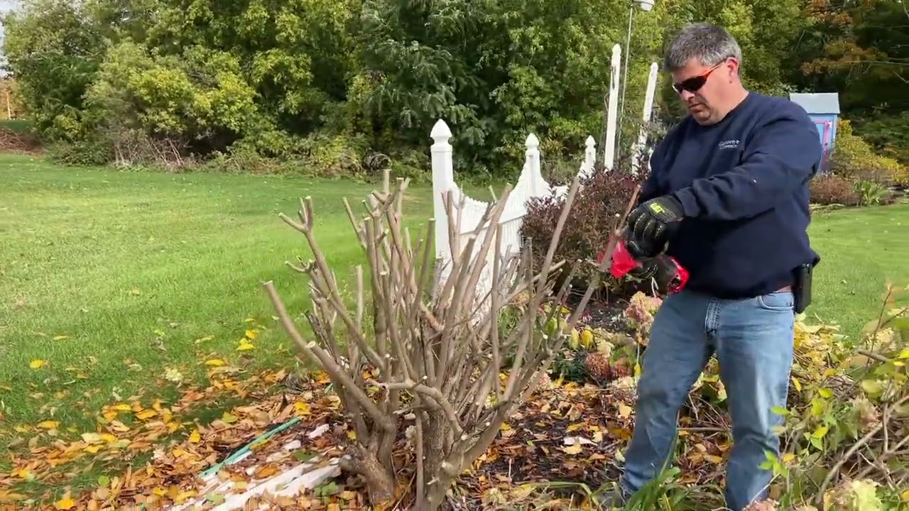 How to Trim a Huge Limelight Hydrangea