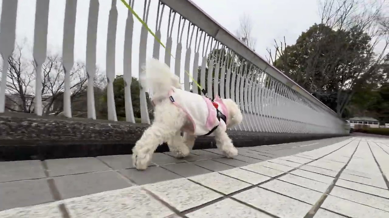 Lura's Walk_L009＃犬＃ペット＃ルラ＃ルラウォーク＃ビションフリーゼ＃bichon frisé＃お散歩＃ルラ＃ワンコ＃小型犬＃dog＃walk#walking#もふもふ＃ふわふわ＃pet
