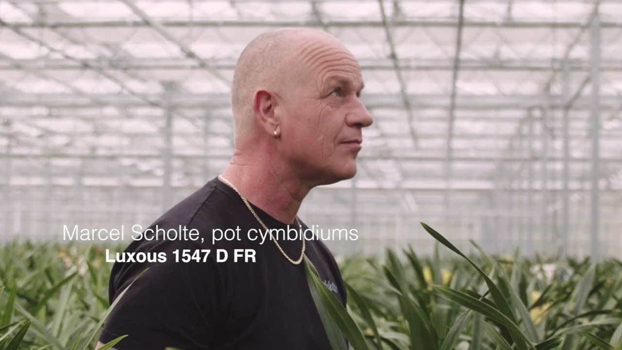 Luxous video