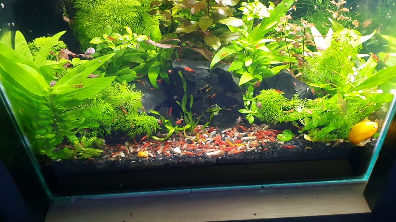 Aquário 54l com neocaridinas