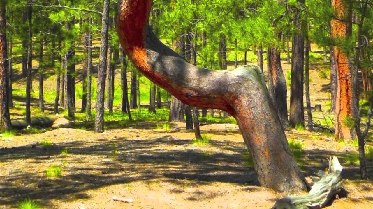 A tour of the Ute Indian Burial Trees of northern El Paso County.