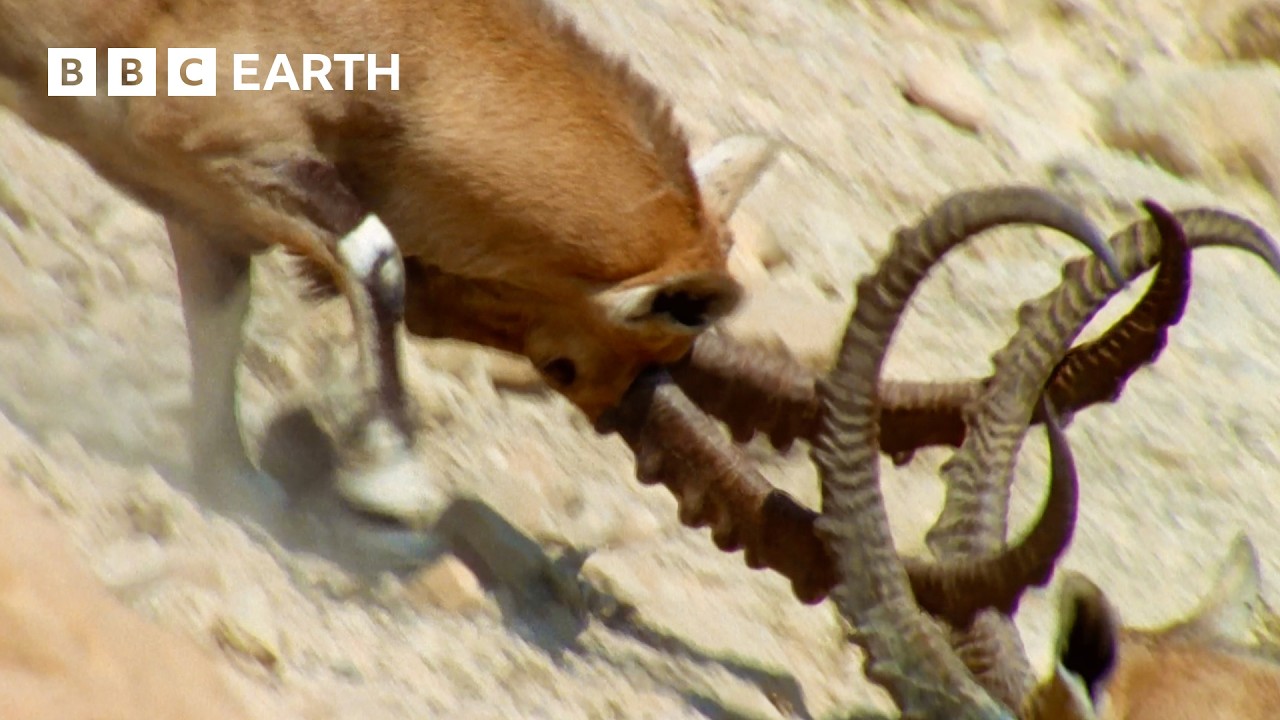 Nubian Ibex Fight for Females | Earth's Great Seasons | BBC Earth