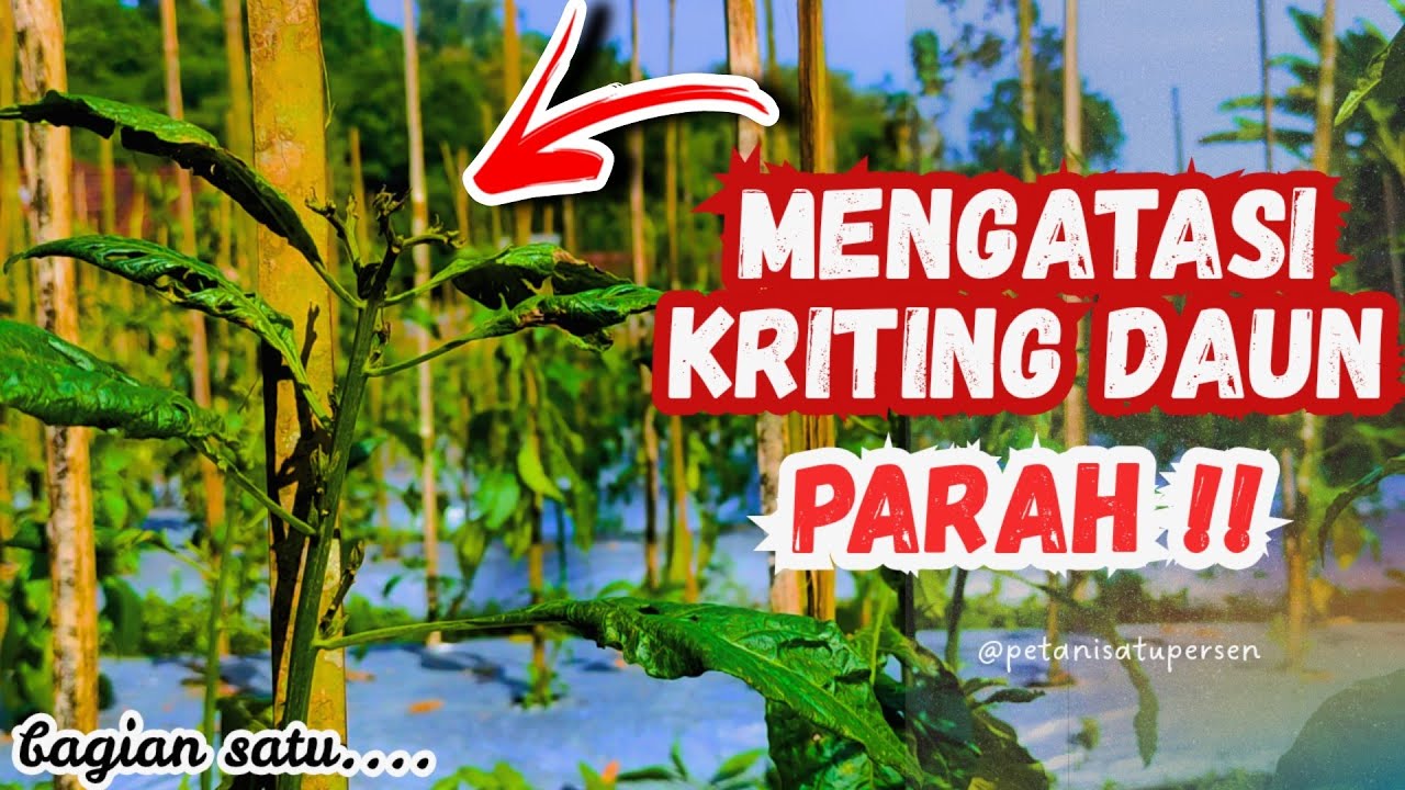 CARA MENGOBATI DAUN KERITING PADA CABE KARENA TUNGAU #tungau #trip 