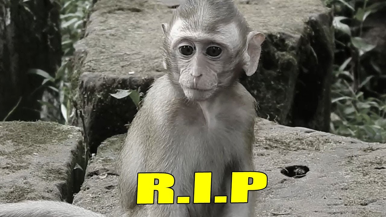 My Video
