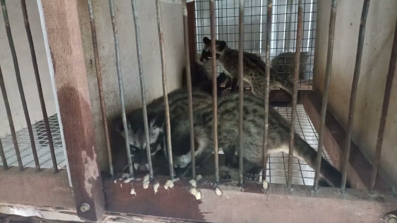 Chồn Hương baby tách mẹ tập ăn chuối, ăn cá.