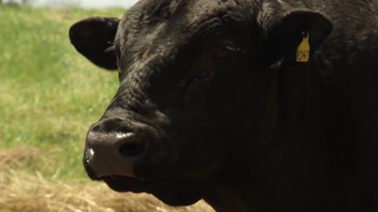 ElectroJac 6&reg; | Breeding Soundness Exam