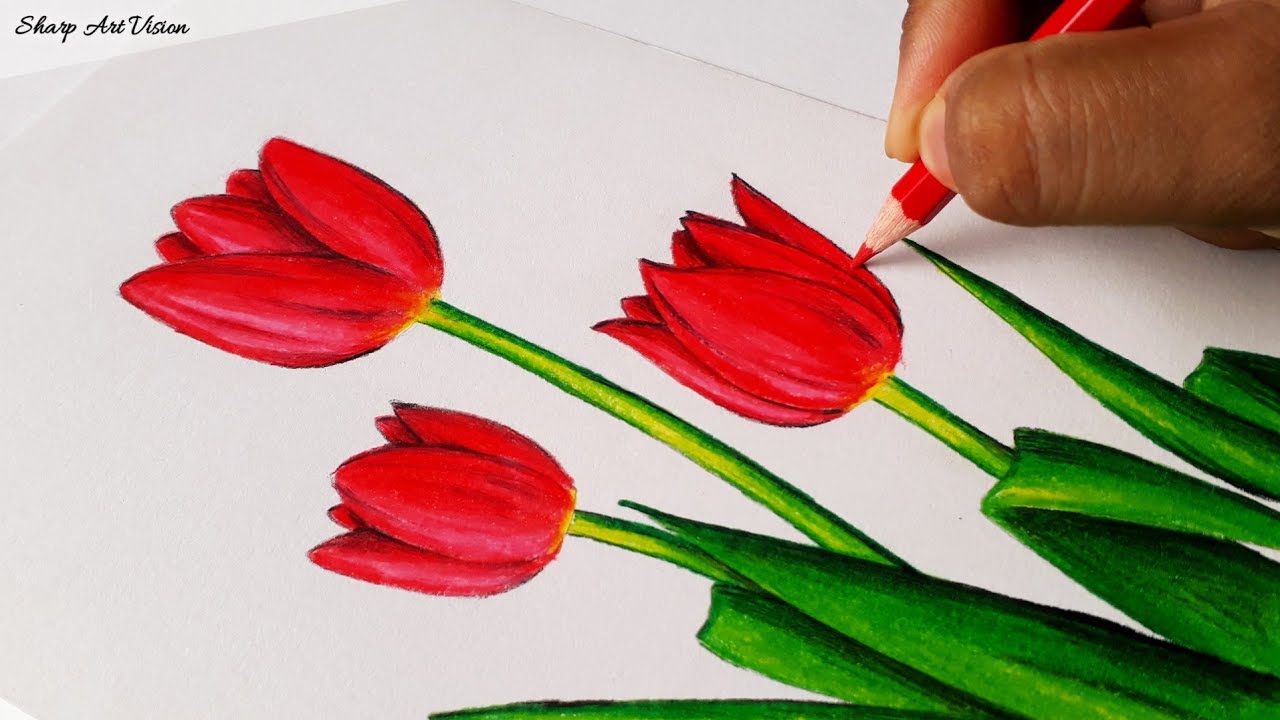 Tulip Flower Drawing | Pencil Colour Drawing - Of Tulip Flower Step By Step / Flower Drawing Easy